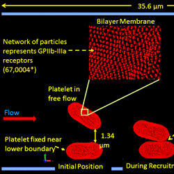 Cellular Imagery