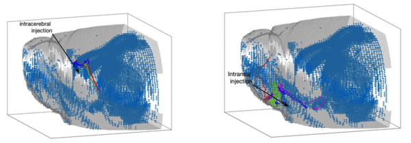 chemotaxis-driven migration