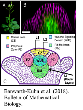 Stem Cell Homeostasis